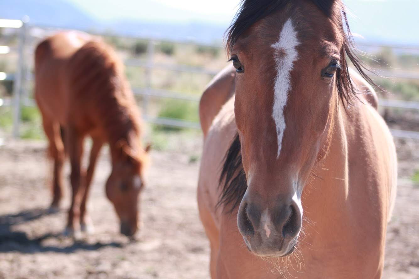Equine & Ranch Care